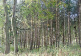 Trees on the Dalmeny Estate  -  November 2005