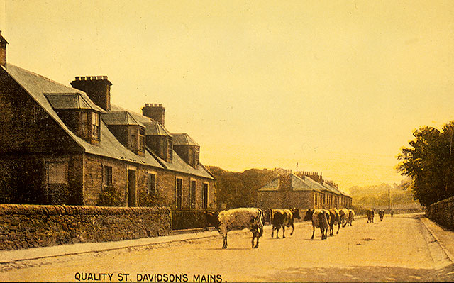 Davidson's Mains  -  Cows in Quality Street  -  What were these cows doing here, and when might this photo have been taken?