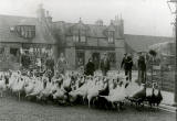 Davidson's Mains  -  Whiteford's urkeys arrive for Christmas  -  1934