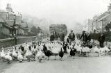 Davidson's Mains  -  Whiteford's urkeys arrive for Christmas  -  1934