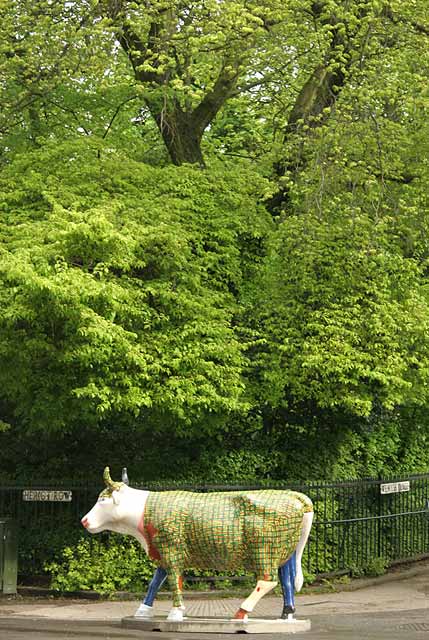 Edinburgh Cow Parade  -  2006  -  The corner of Heriot Row and Wemyss Place, Edinburgh New Town