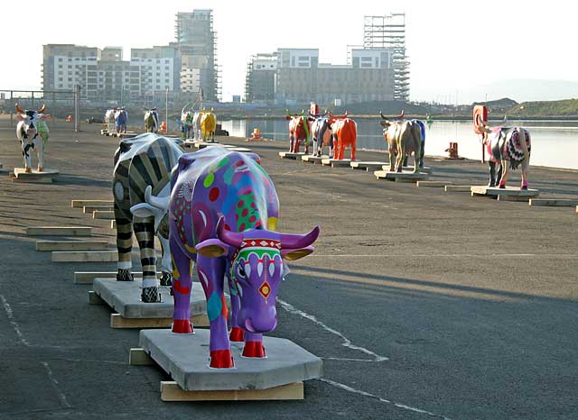 Ready for transport to Edinburgh Cow Parade - 2006