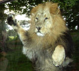 Edinbirgh Photographic Society Outing to Edinburgh Zoo  -  Asiatic Lion  -  May 2010