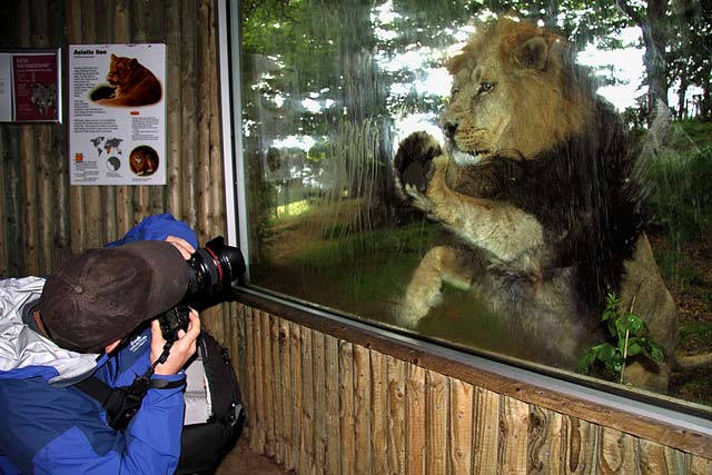 Edinburgh Photographic Society Outing to Edinburgh Zoo  -  Tom Gardner and Asiatic Lion  -  May 2010