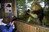 Edinburgh Photographic Society Outing to Edinburgh Zoo  -  Tom Gardner and Asiatic Lion  -  May 2010