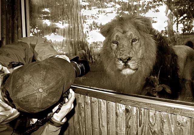 Edinburgh Photographic Society Outing to Edinburgh Zoo  -  Tom Gardner and Asiatic Lion  -  May 2010