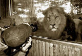 Society Outing to Edinburgh Zoo  -  Tom Gardner and Asiatic Lion  -  May2010