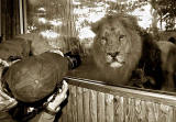 Edinbirgh Photographic Society Outing to Edinburgh Zoo  -  Asiatic Lion  -  June 2010