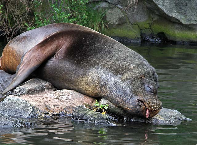 Edinbirgh Photographic Society Outing to Edinburgh Zoo  -  Patagonian Sealion  -  May 2010