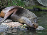 Edinbirgh Photographic Society Outing to Edinburgh Zoo  -  Patagonian Sealion  -  June 2010