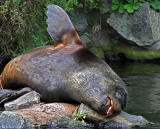 Outing to Edinburgh Zoo  -  Patagonian Sealion  -  June 2010