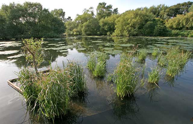 Figgate Pond, Portobello  -  September 2009