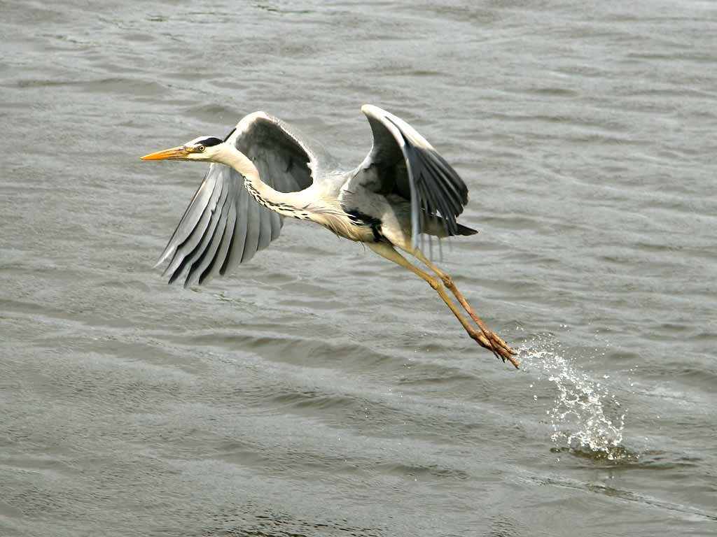 Heron taking off from St Margaret's Loch, Holyrood Park, Edinburgh