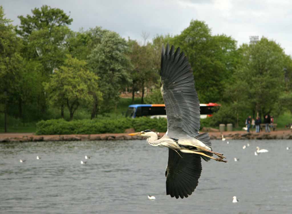 Heron in flight above St Margaret's Loch, Holyrood Park, Edinburgh
