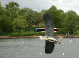 Heron in flight above St Margaret's Loch, Holyrood Park, Edinburgh