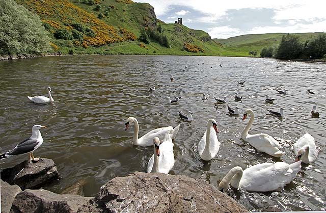 Photo taken at St Margaret's Loch, Holyrood Park - June 2010