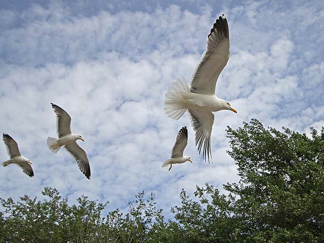 Photo taken at St Margaret's Loch, Holyrood Park - June 2010