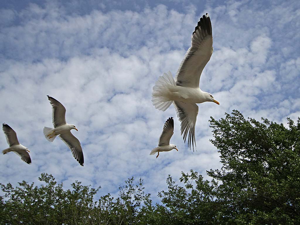 Photo taken at St Margaret's Loch, Holyrood Park - June 2010