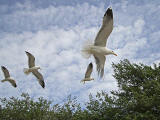 Photo taken at St Margaret's Loch, Holyrood Park - June 2010