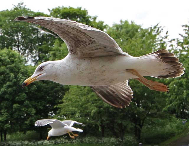 Photo taken at St Margaret's Loch, Holyrood Park - June 2010