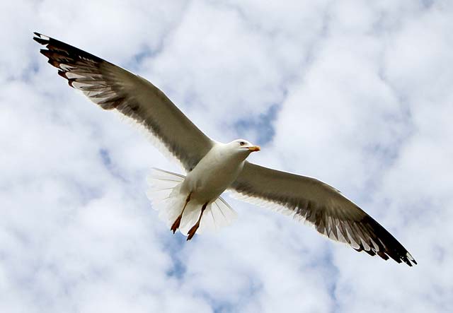 Photo taken at St Margaret's Loch, Holyrood Park - June 2010