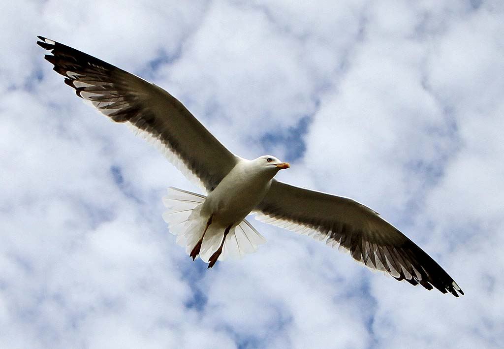 Photo taken at St Margaret's Loch, Holyrood Park - June 2010