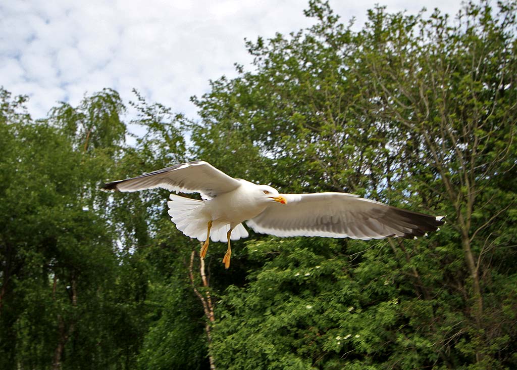 Photo taken at St Margaret's Loch, Holyrood Park - June 2010