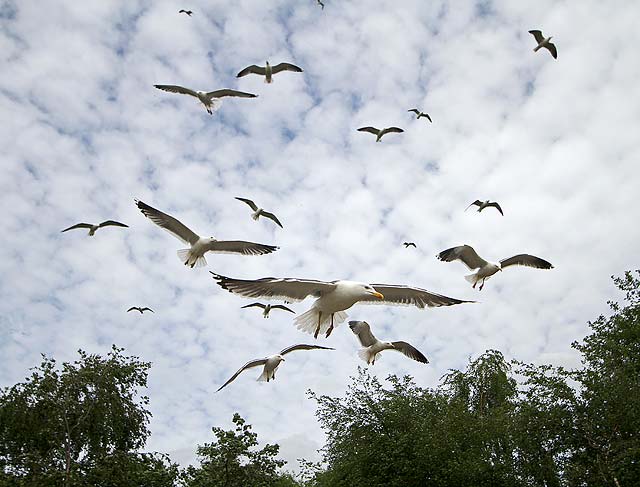 Photo taken at St Margaret's Loch, Holyrood Park - June 2010