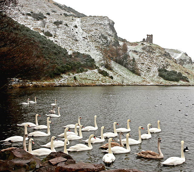 Swans at St Margaret's Loch, Holyrood Park - February 2013