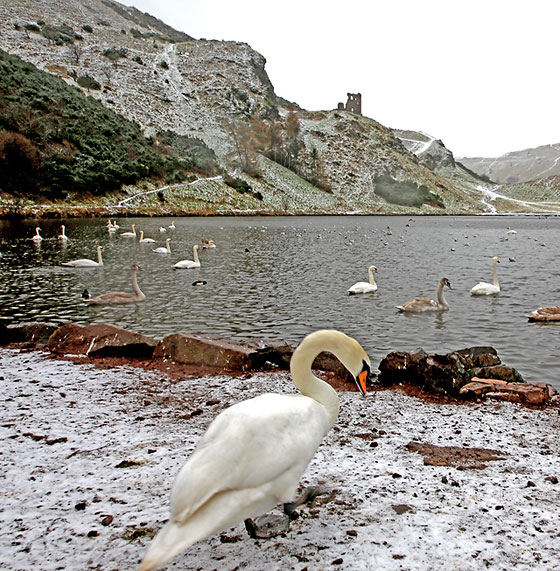 Swans at St Margaret's Loch, Holyrood Park - February 2013