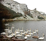 Swans at St Margaret's Loch, Holyrood Park, Edinburgh  -  February 2013
