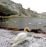 Swans at St Margaret's Loch, Holyrood Park, Edinburgh  -  February 2013