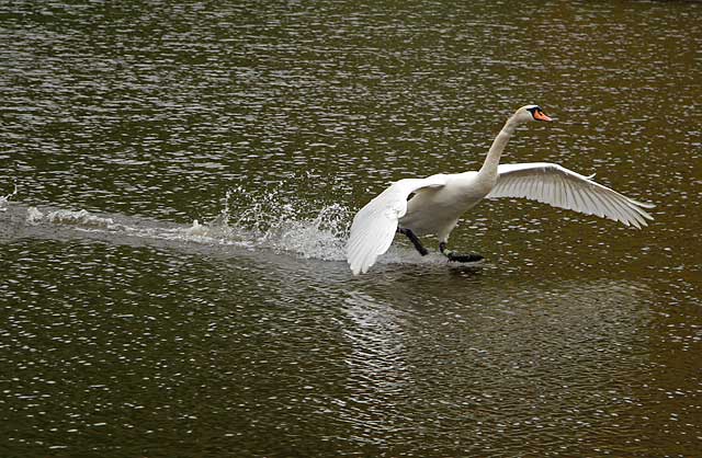 Swan landing on St Margaret's Loch, Holyrood Park, Edinburgh