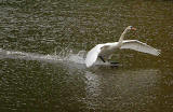 Swan landing on St Margaret's Loch, Holyrood Park, Edinburgh