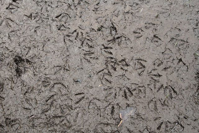 Inch Park  -  Evidence of Wildlife on the flooded area  -  5 September 2012