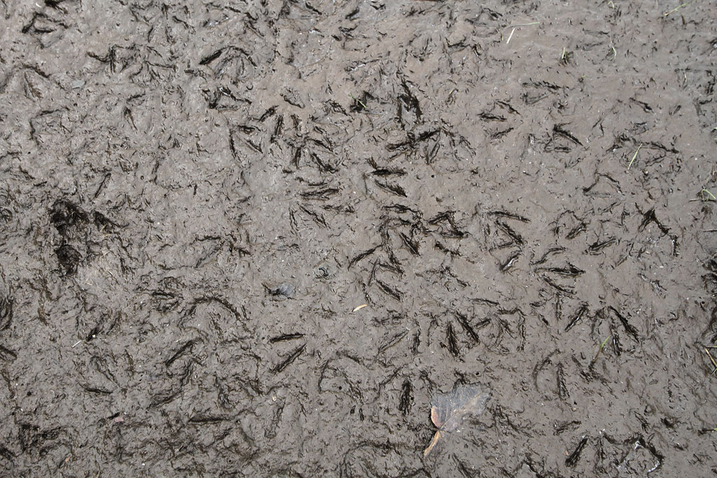 Inch Park  -  Evidence of Wildlife on the flooded area  -  5 September 2012