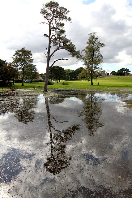 Scots Pine Tree at Inch Park  -  September 2012