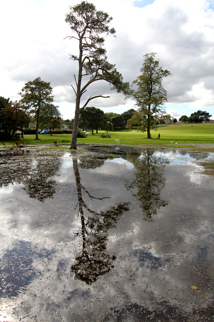 Scots Pine Tree at Inch Park  -  September 2012