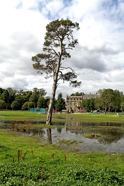 Scots Pine Tree at Inch Park  -  September 2012