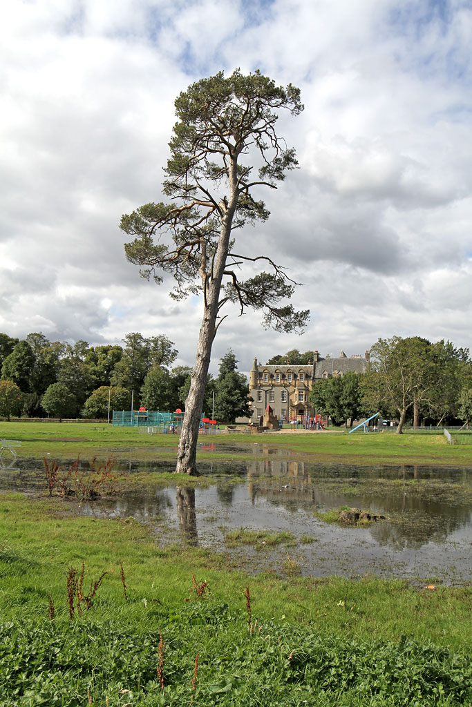 Scots Pine Tree at Inch Park  -  September 2012