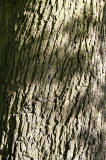 Oak Tree in Inch Park, near the west end of Glenallan Drive  -  September 19, 2012