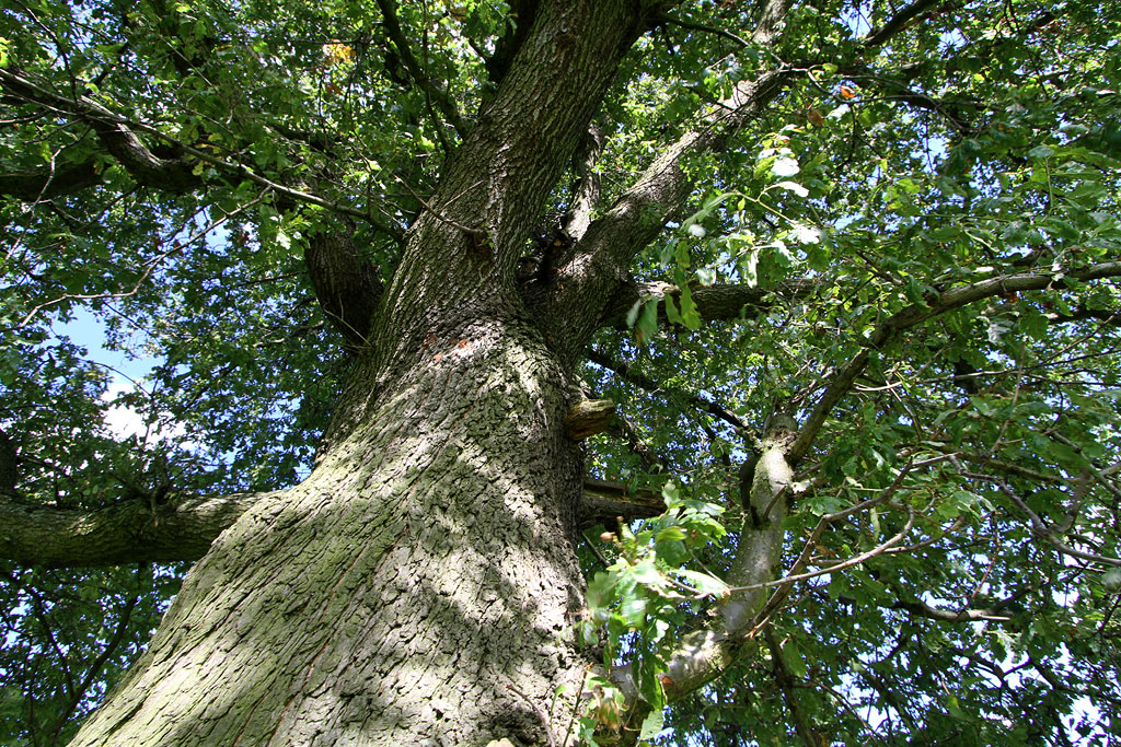 Oak Tree in Inch Park, near the west end of Glenallan Drive  -  September 19, 2012