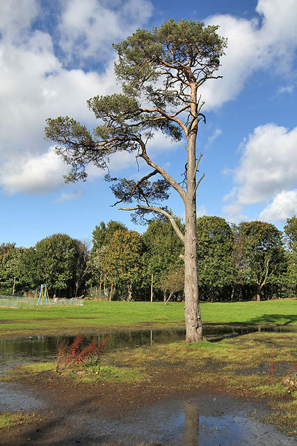 Scots Pine Tree at Inch Park  -  September 2012