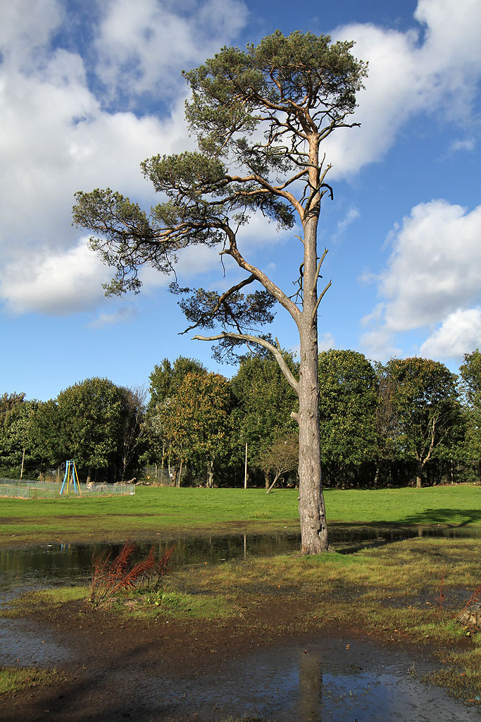 Scots Pine Tree at Inch Park  -  September 2012