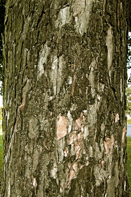 Sycamore Tree near the NW corner of Inch Park  -  19 September 2012