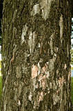 Sycamore Tree near the NW corner of Inch Park  -  19 September 2012