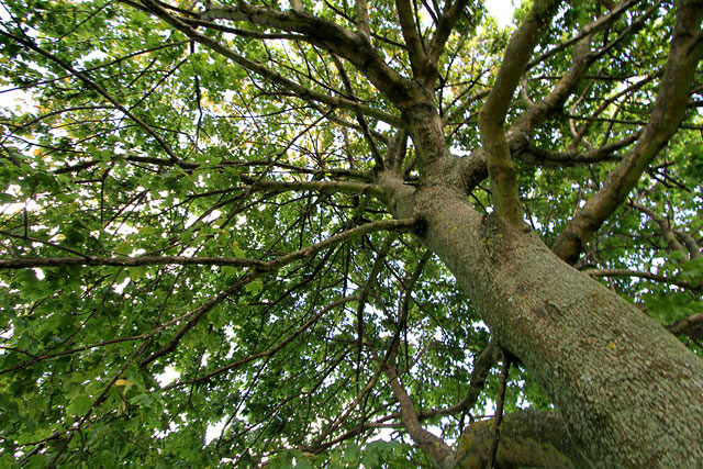 Sycamore Tree near the NW corner of Inch Park  -  19 September 2012