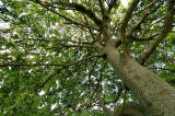 Sycamore Tree near the NW corner of Inch Park  -  19 September 2012