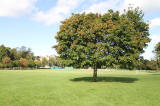 Sycamore Tree near the NW corner of Inch Park  -  19 September 2012