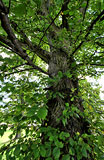 Elm Tree  -  19 September 2012